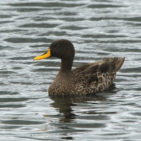 Kaczka żółtodzioba - Anas undulata - Yellow-billed Duck