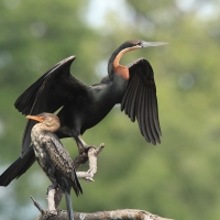 Wężówka afrykańska - Anhinga rufa - African Darter