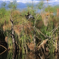 Wężówka afrykańska - Anhinga rufa - African Darter