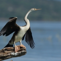 Wężówka afrykańska - Anhinga rufa - African Darter