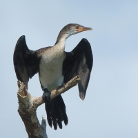 Kormoran etiopski - Microcarbo africanus - Reed Cormorant