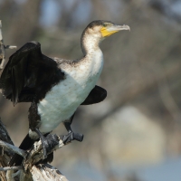 Kormoran etiopski - Microcarbo africanus - Reed Cormorant