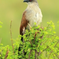 Kukal białobrewy - Centropus superciliosus - White-browed Coucal