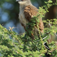 Kukal białobrewy - Centropus superciliosus - White-browed Coucal