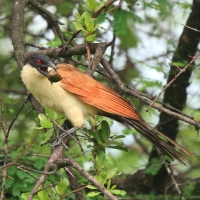 Kukal miedzianosterny - Centropus cupreicaudus - Coppery-tailed Coucal