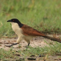 Kukal miedzianosterny - Centropus cupreicaudus - Coppery-tailed Coucal