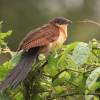 Kukal niebieskogłowy - Centropus monachus - Blue-headed Coucal