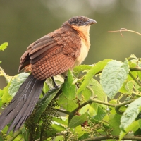 Kukal niebieskogłowy - Centropus monachus - Blue-headed Coucal