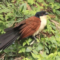 Kukal niebieskogłowy - Centropus monachus - Blue-headed Coucal