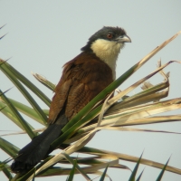 Kukal senegalski - Centropus senegalensis - Senegal Coucal