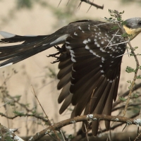 Kukułka czubata - Clamator glandarius - Great Spotted Cuckoo