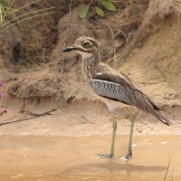 Kulon nadwodny - Burhinus vermiculatus - Water Thick-knee