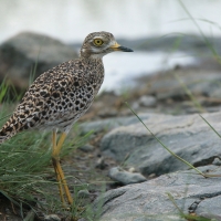 Kulon plamisty - Burhinus capensis - Spotted Thick-knee
