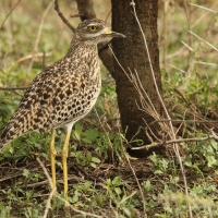 Kulon plamisty - Burhinus capensis - Spotted Thick-knee