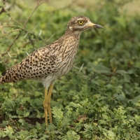 Kulon plamisty - Burhinus capensis - Spotted Thick-knee