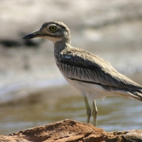 Kulon rzeczny - Burhinus senegalensis - Senegal Thick-knee