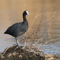 Łyska czubata - Fulica cristata - Red-knobbed Coot