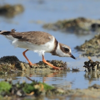 Sieweczka obrożna - Charadrius hiaticula - Common Ringed Plover