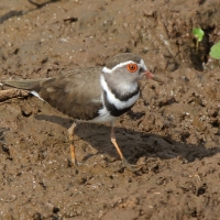 Sieweczka śniada - Charadrius tricollaris - Three-banded Plover