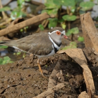 Sieweczka śniada - Charadrius tricollaris - Three-banded Plover