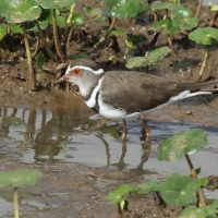 Sieweczka śniada - Charadrius tricollaris - Three-banded Plover