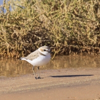 Sieweczka morska - Kentish Plover