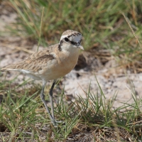 Sieweczka piaskowa - Charadrius pecuarius - Kittlitz's Plover