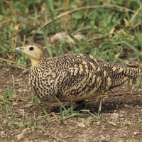 Stepówka brunatnobrzucha - Pterocles exustus - Chestnut-bellied Sandgrouse