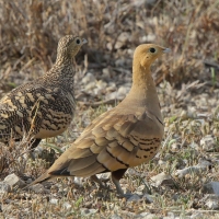 Stepówka brunatnobrzucha - Pterocles exustus - Chestnut-bellied Sandgrouse