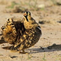 Stepówka czarnolica - Pterocles decoratus  - Black-faced Sandgrouse