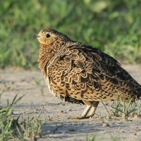 Stepówka czarnolica - Pterocles decoratus  - Black-faced Sandgrouse