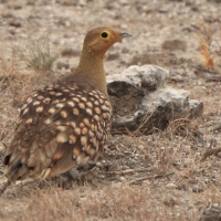 Stepówka namibijska - Pterocles namaqua - Namaqua Sandgrouse