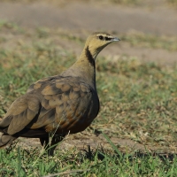 Stepówka żółtogardła - Pterocles gutturalis - Yellow-throated Sandgrouse
