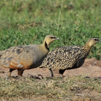 Stepówka żółtogardła - Pterocles gutturalis - Yellow-throated Sandgrouse