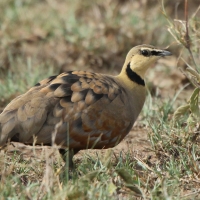 Stepówka żółtogardła - Pterocles gutturalis - Yellow-throated Sandgrouse