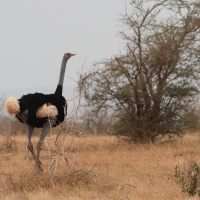 Struś szaroskóry - Sturio molybdophanes - Somali Ostrich