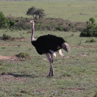 Struś czerwonoskóry - Struthio camelus - Common Ostrich