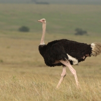 Struś czerwonoskóry - Struthio camelus - Common Ostrich