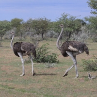 Struś czerwonoskóry - Struthio camelus - Common Ostrich