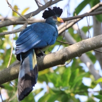 Szyszak - Corythaeola cristata - Great Blue Turaco