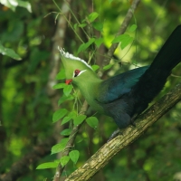 Turak ostroczuby - Tauraco livingstonii - Livingstone's Turaco