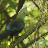 Turak ostroczuby - Tauraco livingstonii - Livingstone's Turaco