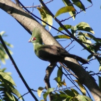 Turak zielonoczuby - Tauraco persa - Green Turaco