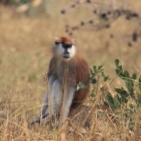 Patas w Parku Narodowym Murchison Falls.
