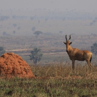 Antylopa Kongoni w Parku Narodowym Murchison Falls.