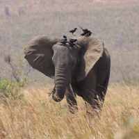 Słoń i kruczek w Parku Narodowym Murchison Falls.