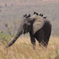 Słoń i kruczek w Parku Narodowym Murchison Falls.