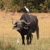 Bawół w Parku Narodowym Murchison Falls.