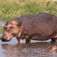 Hipopotam w Parku Narodowym Murchison Falls.