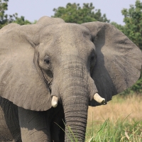 Słoń w Parku Narodowym Murchison Falls.